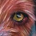 Tattoos - bees dog - 48408